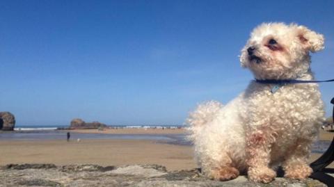 A small, cute, curly-haired bichon frise puppy sits on a granite wall in front of a long sandy beach on a sunny day, looking curiously to the left. He has a small black nose and eyes, and peachy-brown patches under his eyes, as well as a blue leash.