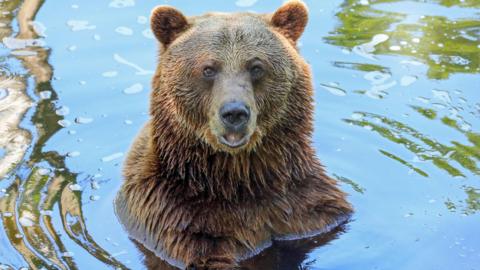 A brown bear, submerged in water up to its shoulders. It is looking at the camera and has its mouth open.