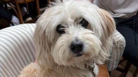A white Havanese dog, with large dark eyes and white and light brown long fur, looks at the camera. He is sat on a striped chair. 
