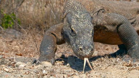 Dràgon Komodo