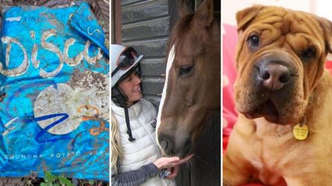 Three images: an old blue crisp packet, a woman petting a horse and a tan-coloured dog