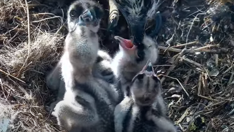 Four Osprey chicks can be seen in a straw nest with their mouths open reaching up to their mother's beak.