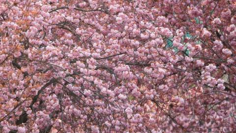 Blossom tree