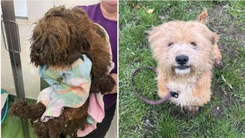 Oliver before and after being cared for at the dogs home