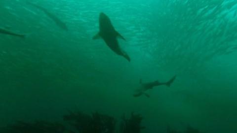 Sharks off Douglas Bay