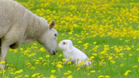 A rabbit and a sheep