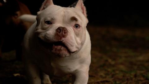 A dog with cropped ears