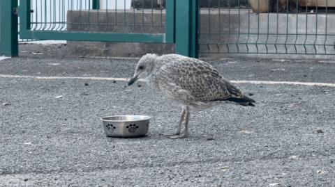 A baby seagull with grey feathers standing over a dog water bowl in a car park.