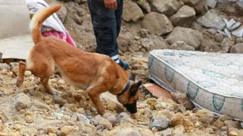 A dog helps to search for the people buried after a landslide in Alausi, Ecuador, 27 March 2023.