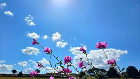 Bright sunshine and blue sky over fields with pink flowers in the foreground