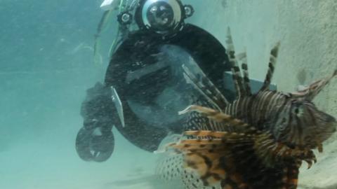 RSE robot pursues lionfish