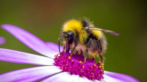 Bumblebee sitting in the middle of a purple flower