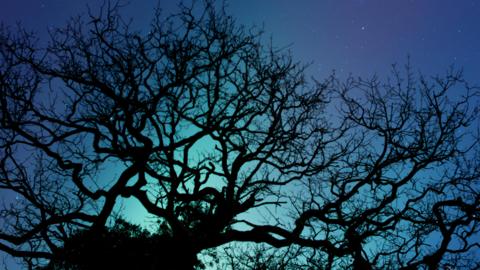 An image taken at night looking toward a tree that is illuminated by the Northern Lights. The sky is lit up in a blue and green colour with some stars visible. 
