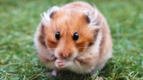 A Syrian hamster.