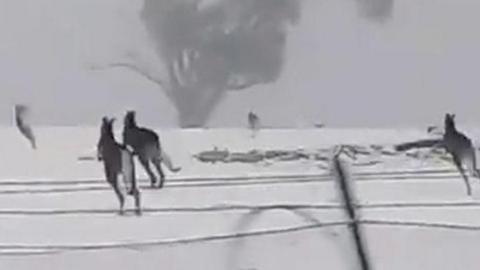 Kangaroos hopping through snow in Australian field