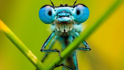 Happy the damselfly