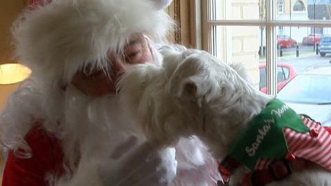 Barney the dog with Santa Paws