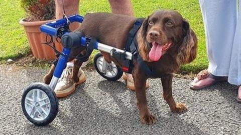 Max the spaniel with his new wheelchair