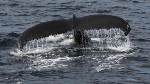 Humpback whale