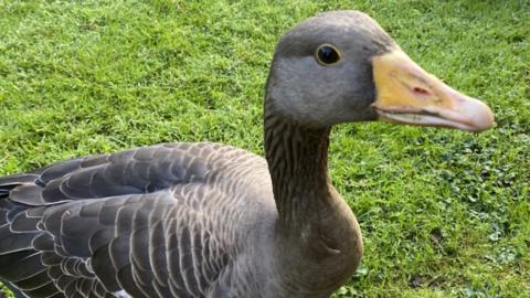 Larry the Greylag goose