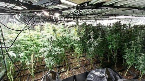 Dozens of green cannabis plants are growing in pots under bright electric lights.