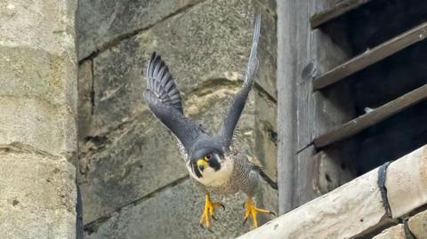 A peregrine falcon, which has grey wings, a white body with black stripes, yellow feet and beak, is in mid-flight with its wings suspended above its body. Behind it is a stone ledge it appears to have just took flight off.