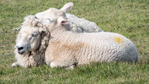A couple of sheep nuzzling in a field.