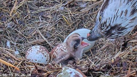 An adult osprey feeds a young osprey in a nest.