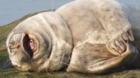 The seal pup laying on a rock with a clear coloured fishing net wrapped around its neck. The seal has its mouth open and is holding its fore-flippers together.