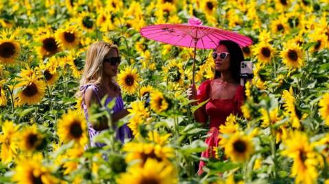 Two women in sundresses and sunglasses, one with an umbrella, take photos in sunflower fields 