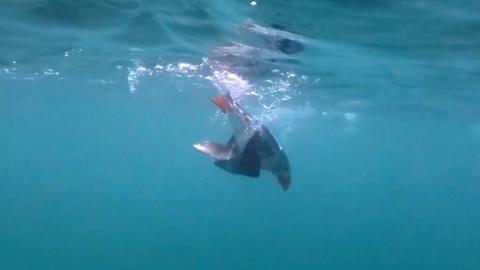 A puffin in an underwater dive with bubbles rising from its wings, the sea is blue and a partial reflection of the puffin can be seen on the surface just above
