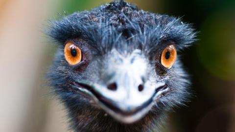 A close-up shot of a bird's face