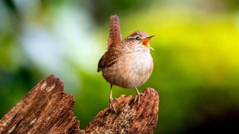 A European wren - a small, brown, speckled bird with a white chest appears to sing its heart out in the sunshine. It's beak is wide open with song and its short, squared off tail sticks upward as it perches on a log.