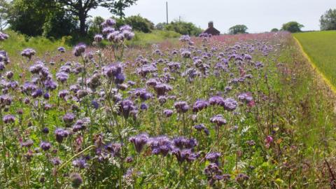 A floristic strip of purple thistles stretches into the distance alongside a crop of wheat