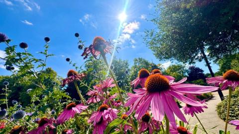Pink flowers set against a bright blue sky with white Sun