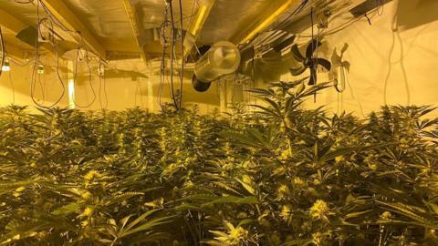 A room with cannabis plants filling the floor, bathed in a yellow light from the overhead lamps