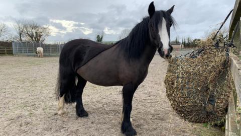 A dark brown horse with a white strip down its nose stands in a paddock. It is nibbling at a large bag full of hay, and looking towards the camera.