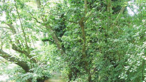 A thick leafy view of trees above a river.