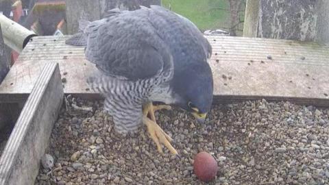 A peregrine falcon in the nesting box, facing the camera. Below, buildings and cars can be seen.
