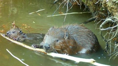 Mum and baby beaver eating bark together in water with roots of pond bank behind them