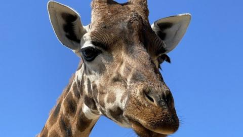 Face of Makeda the giraffe in close-up