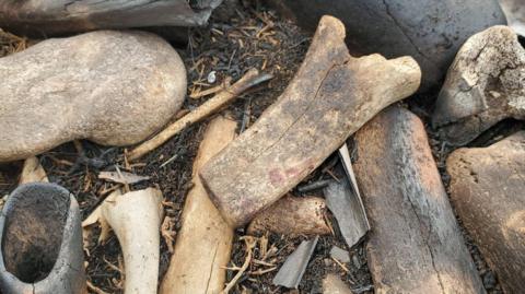 A close-up view of a collection of bones, some burned, on dirt