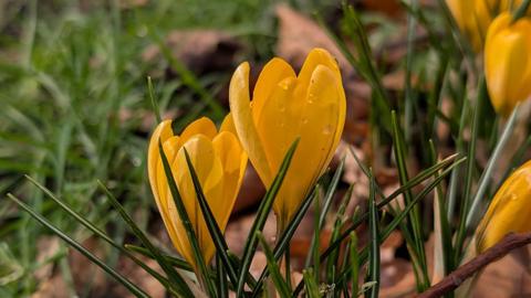 A close-up of a yellow crocus blooming in Dudley