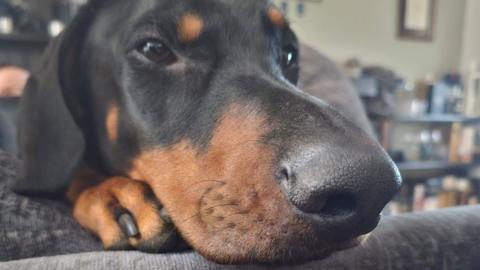 Doberman dog Rocca with his nose resting on a sofa.