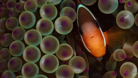 Anemone fish