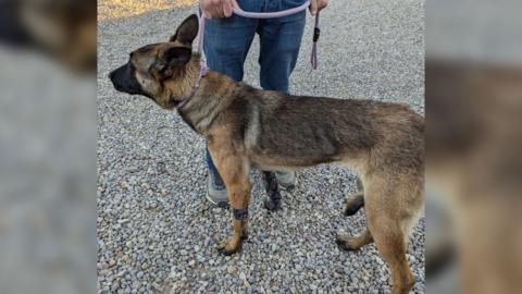 The dog is standing on gravel with its leg bandaged up, being held on a lead to have its picture taken.  He appears to be quite thin and has a black muzzle with tall ears.