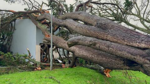 A huge pine tree has fallen and is lying across a two-storey house. It looks like there are four trunks and branches have split when they hit the roof. 