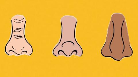 Illustration of various shapes of nose