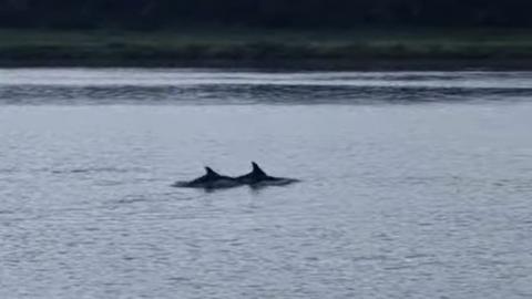 A screenshot from the video appears to show dolphins in the River Great Ouse