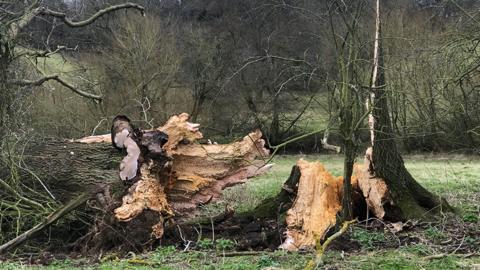Storm damaged tree in Lawford, Essex